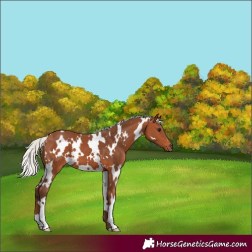 Horse Color:White Spotted Silver Bay 
