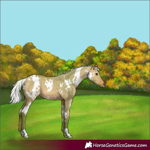 Horse Color:Watercolor White Spotted Silver Bay Dun 