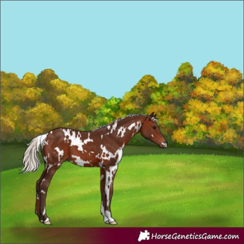 Horse Color:White Spotted Silver Brown 