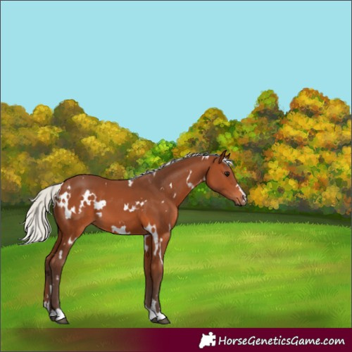 Horse Color:White Spotted Silver Brown 