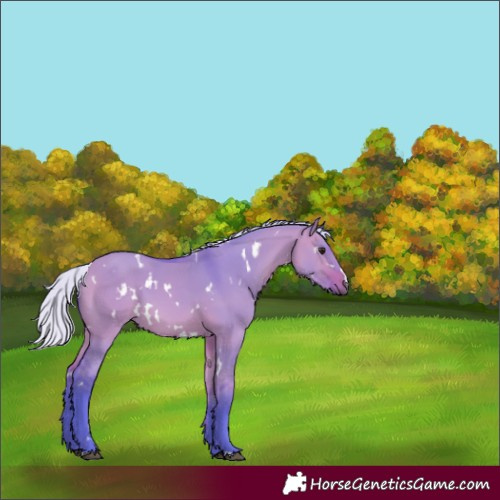 Horse Color:Watercolor White Spotted Silver Bay Dun 