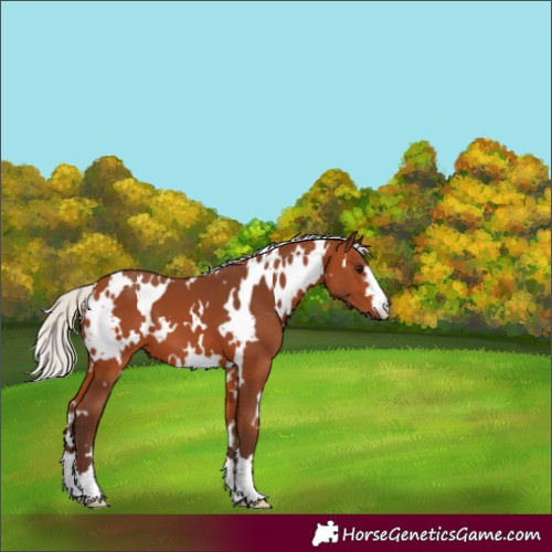 Horse Color:White Spotted Silver Bay 