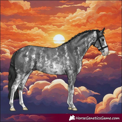 Horse Color:Black Sabino Rabicano