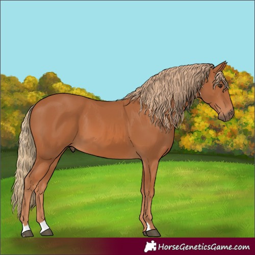 Horse Color:Chestnut 