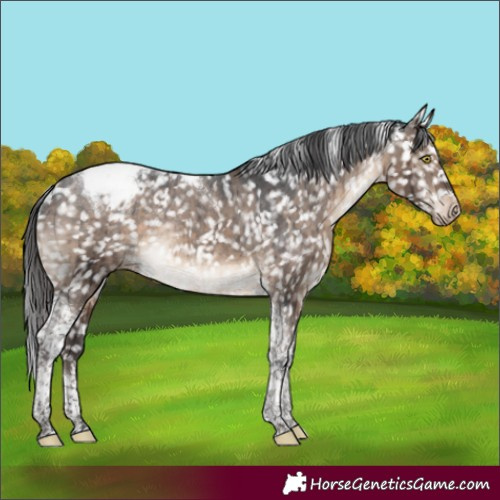 Horse Color:Brown Dun Tobiano Appaloosa Rabicano Brindle 