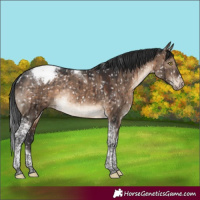 Horse Color:Brown Dun Tobiano Appaloosa Rabicano Brindle 