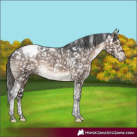 Horse Color:Brown Dun Tobiano Appaloosa Rabicano Brindle 