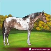Horse Color:Brown Dun Tobiano Appaloosa Brindle 