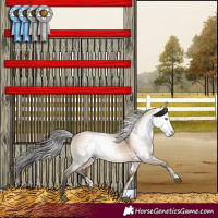 Horse Color:Gray Bay Dun Sabino Rabicano