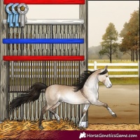 Horse Color:Gray Bay Dun Sabino Rabicano 