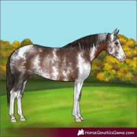 Horse Color:Liver Chestnut Sabino Rabicano 