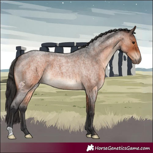 Horse Color:Brown Roan 