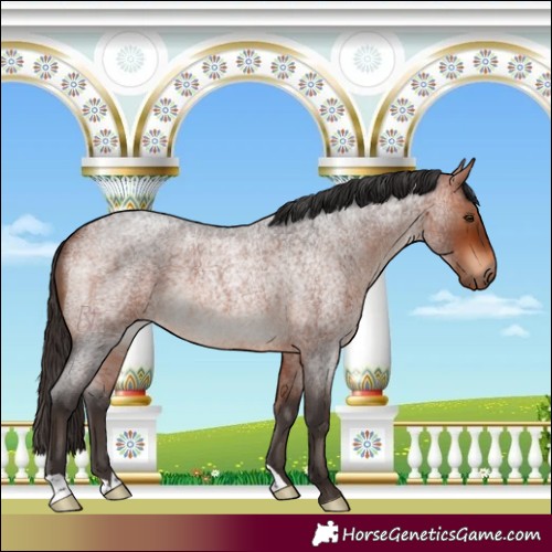 Horse Color:Bay Roan Rabicano 
