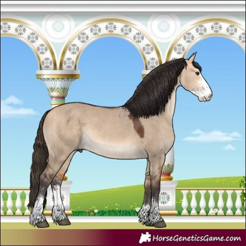 Horse Color:Bay Dun Sabino 