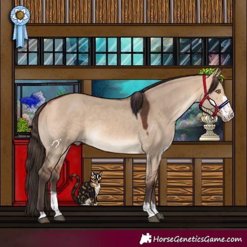 Horse Color:Bay Dun Sabino 