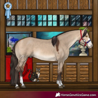 Horse Color:Bay Dun Sabino 