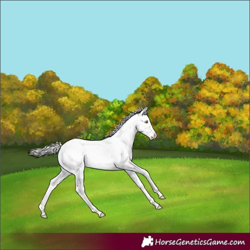 Horse Color:White Spotted Silver Classic Champagne Splash Appaloosa Rabicano 