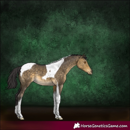Horse Color:Buckskin Dun Tobiano Rabicano Brindle 