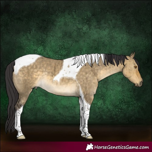 Horse Color:Buckskin Dun Tobiano Rabicano Brindle 