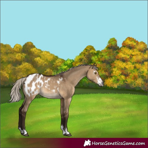 Horse Color:Gray Silver Bay Dun Sabino Blanket Rabicano 