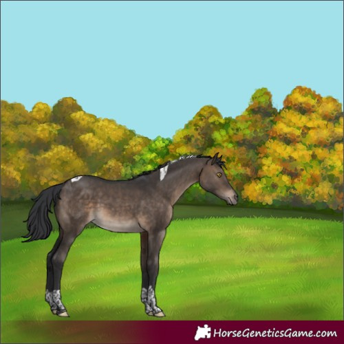 Horse Color:Brown Dun Tobiano Rabicano 