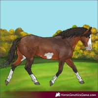 Horse Color:Bay Splash Frame Rabicano 