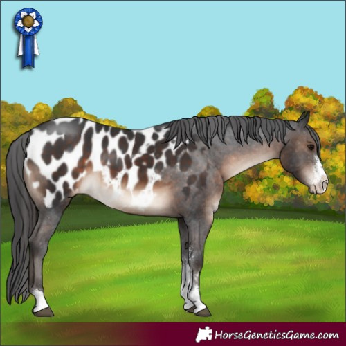 Horse Color:Brown Sabino Appaloosa 