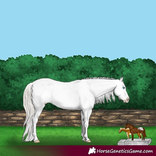 Horse Color:White Spotted Chocolate Palomino Pearl Dun Appaloosa 