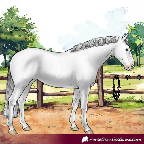 Horse Color:Brown Sabino Splash Blanket 