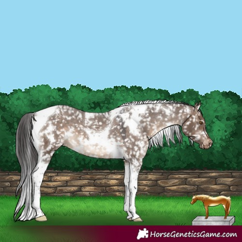 Horse Color:White Spotted Brown Dun Tobiano Appaloosa 