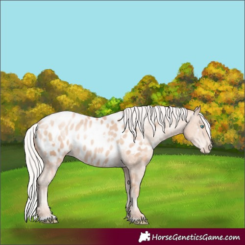 Horse Color:White Spotted Silver Sable Champagne Pearl Appaloosa Rabicano 