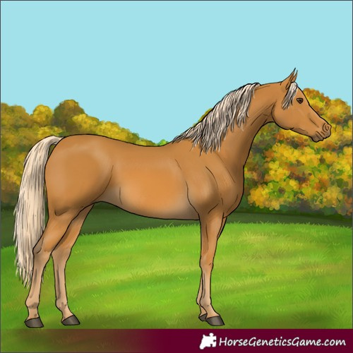 Horse Color:Palomino 