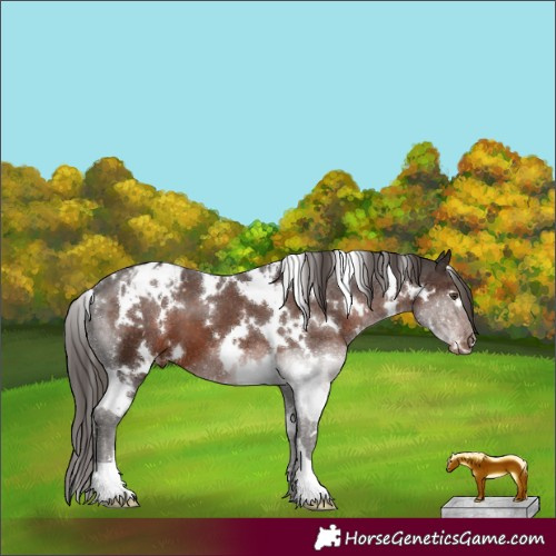 Horse Color:White Spotted Liver Chestnut Appaloosa 