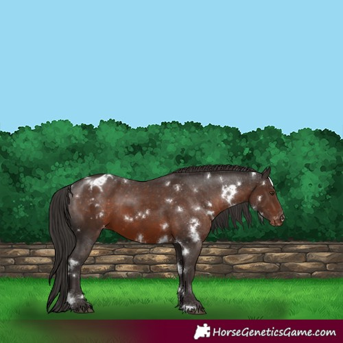 Horse Color:White Spotted Liver Chestnut Varnish 