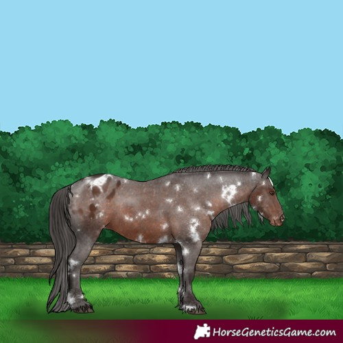 Horse Color:White Spotted Liver Chestnut Appaloosa 