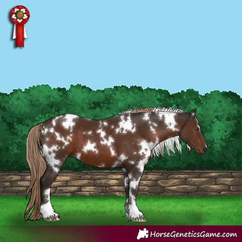 Horse Color:White Spotted Liver Chestnut 