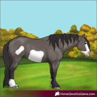 Horse Color:Smoky Grullo Frame