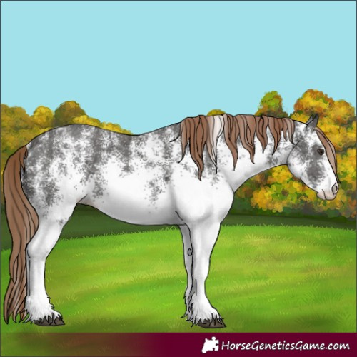 Horse Color:White Spotted Liver Chestnut Ice 