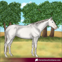 Horse Color:Smoky Creme Roan Dun 