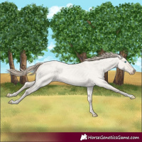 Horse Color:Smoky Creme Roan Dun 