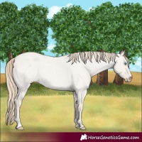 Horse Color:Smoky Creme Roan Dun