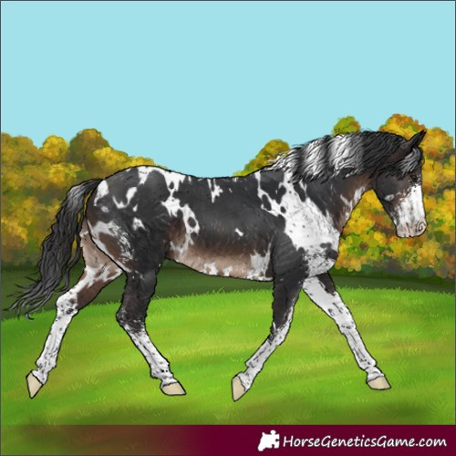 Horse Color:White Spotted Brown Sabino 