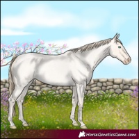 Horse Color:Perlino Roan Dun 