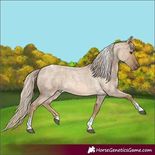 Horse Color:Chocolate Palomino Roan Dun Tobiano 