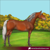 Horse Color:Silver Bay 