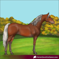 Horse Color:Silver Bay 