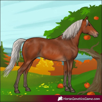Horse Color:Silver Bay 