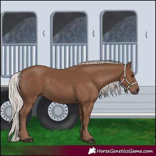 Horse Color:Silver Black
