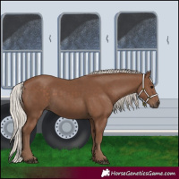 Horse Color:Silver Black