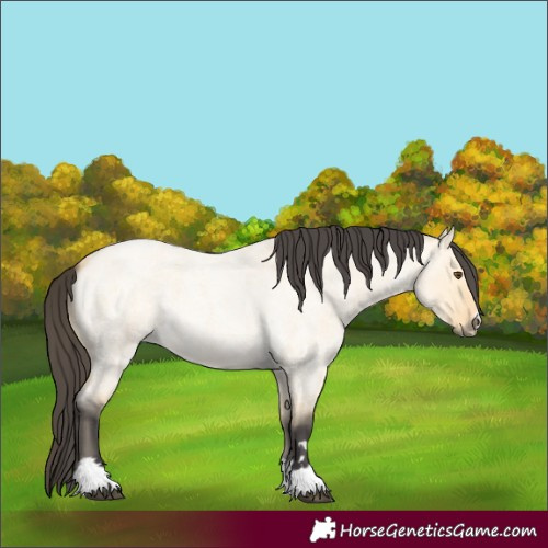 Horse Color:Buckskin Roan Dun 